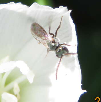 Plancia ëd Lasioglossum impavidum (Sandhouse 1924)