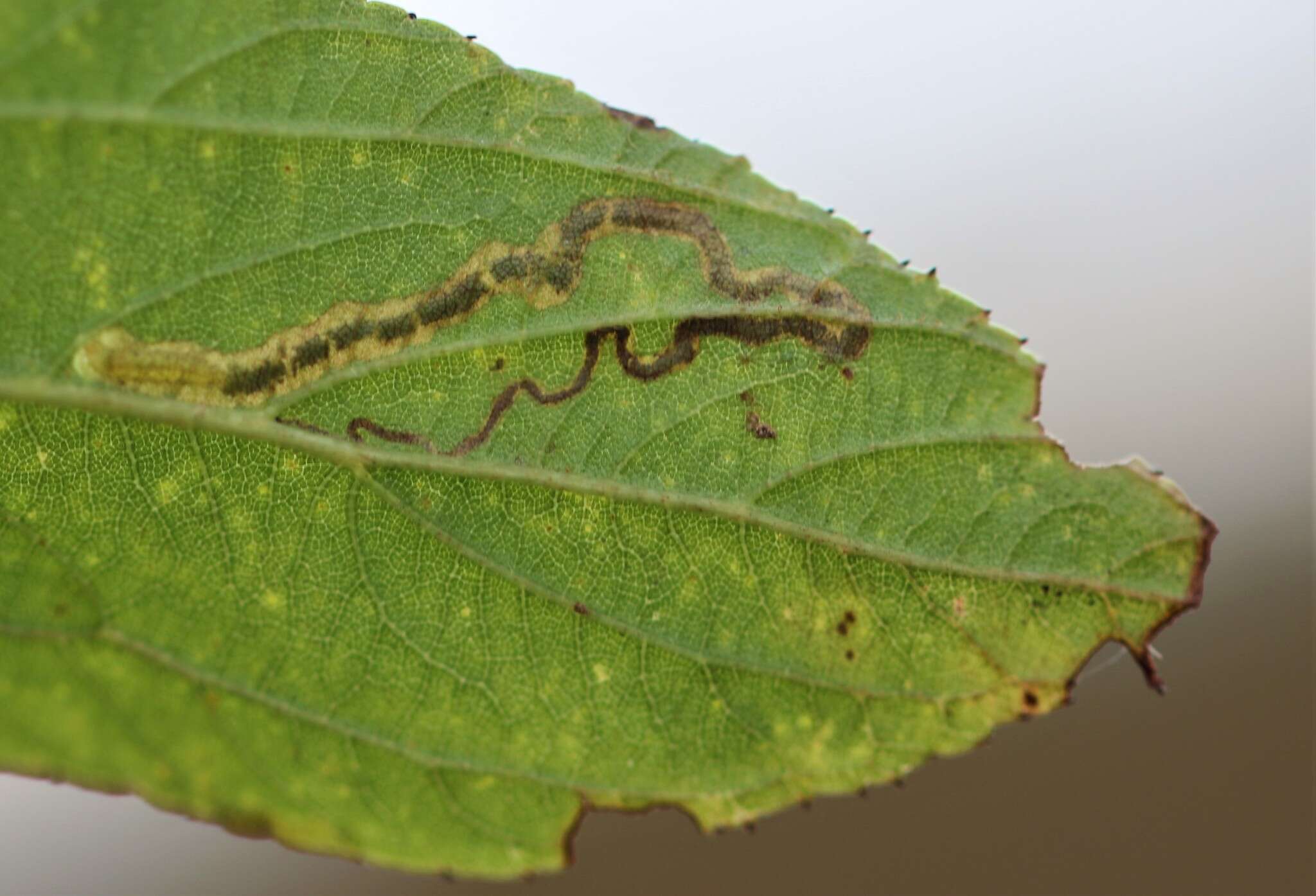 Sivun Stigmella ceanothi (Braun 1910) Newton et al. 1982 kuva