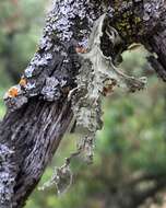 Imagem de Ramalina subleptocarpha Rundel & Bowler