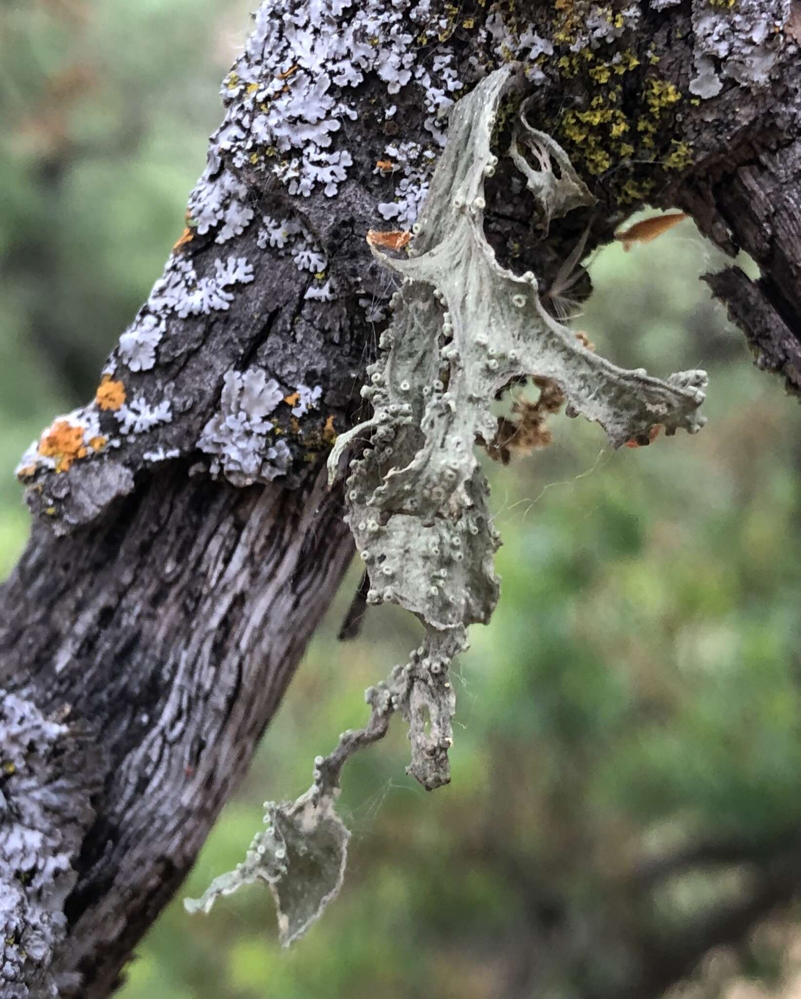 Imagem de Ramalina subleptocarpha Rundel & Bowler