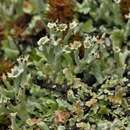 Image of Florida cup lichen