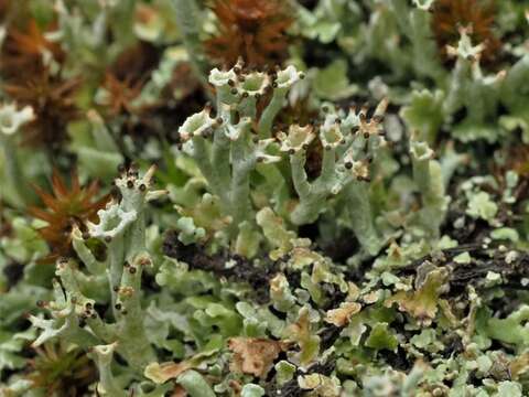 Cladonia floridana Vain.的圖片