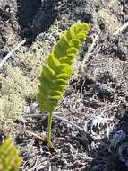 Plancia ëd Polypodium pellucidum Kaulf.