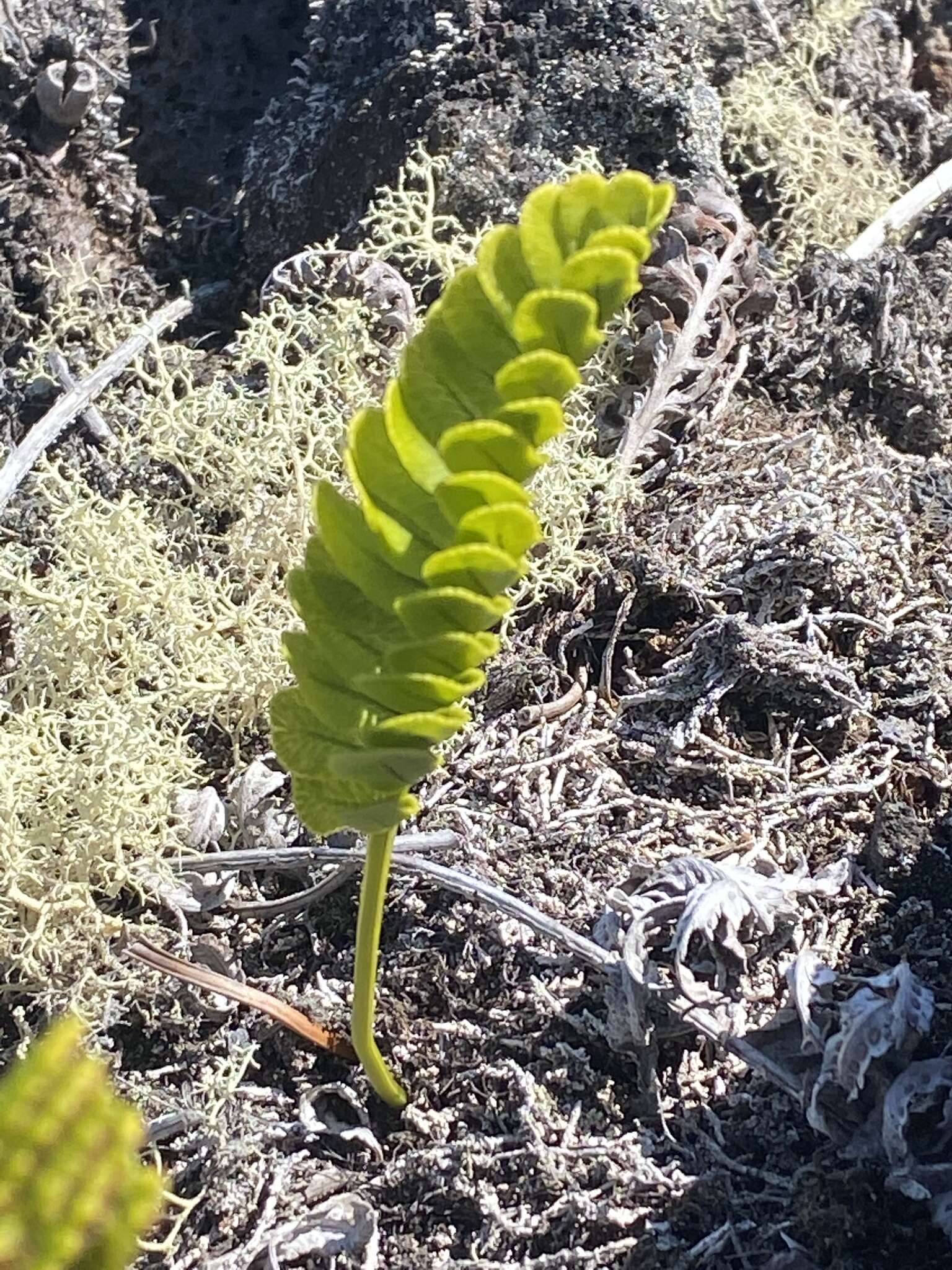 Sivun Polypodium pellucidum Kaulf. kuva