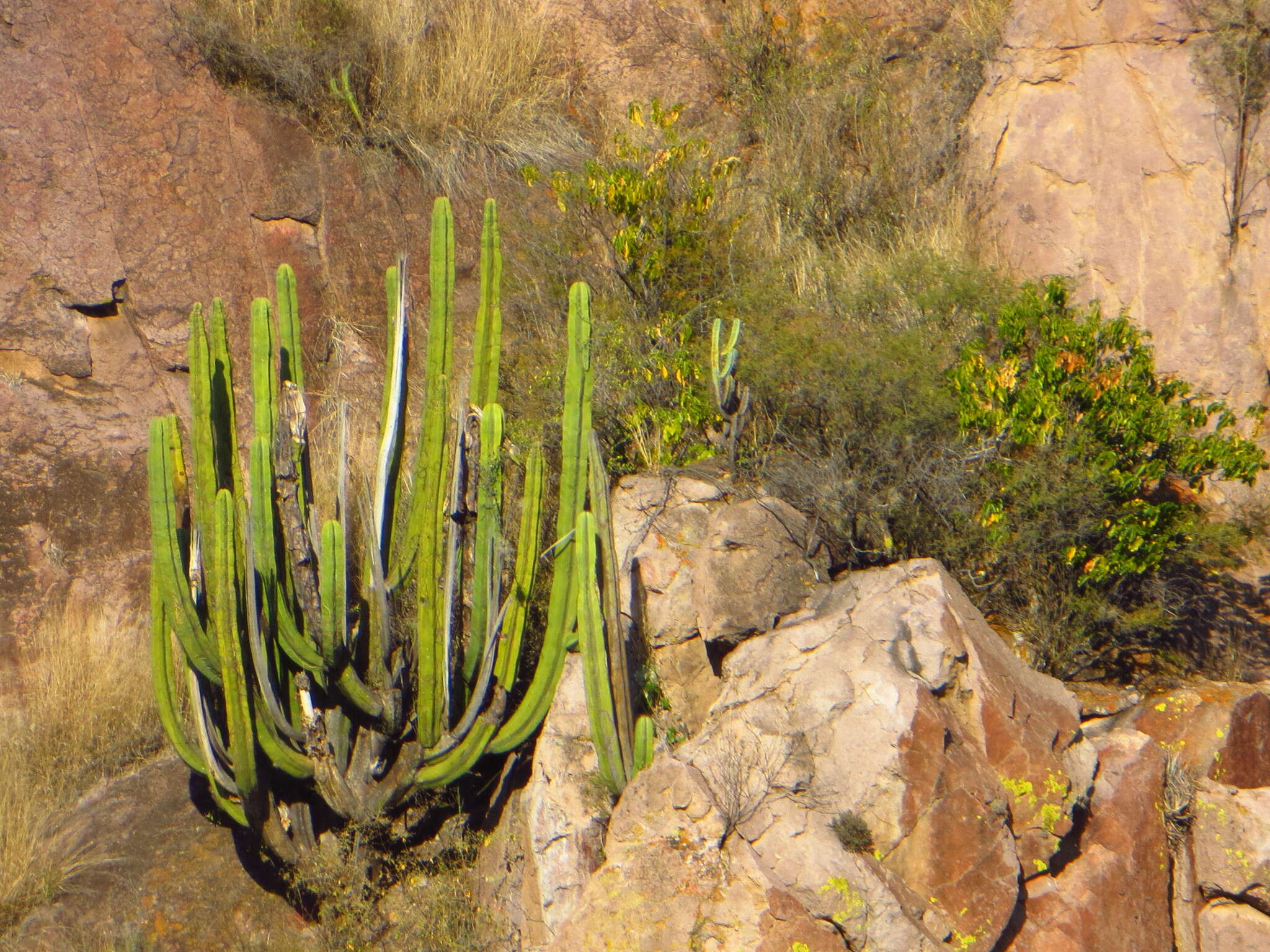 Stenocereus dumortieri (Scheidw.) Buxb.的圖片