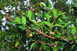 Image of Camellia brevistyla (Hayata) Cohen-Stuart