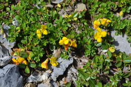 Image of Alpine Birdsfoot-trefoil