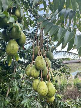 Image of Jewish plum