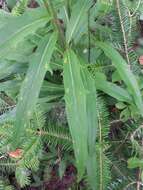 Image of threetooth hawkweed