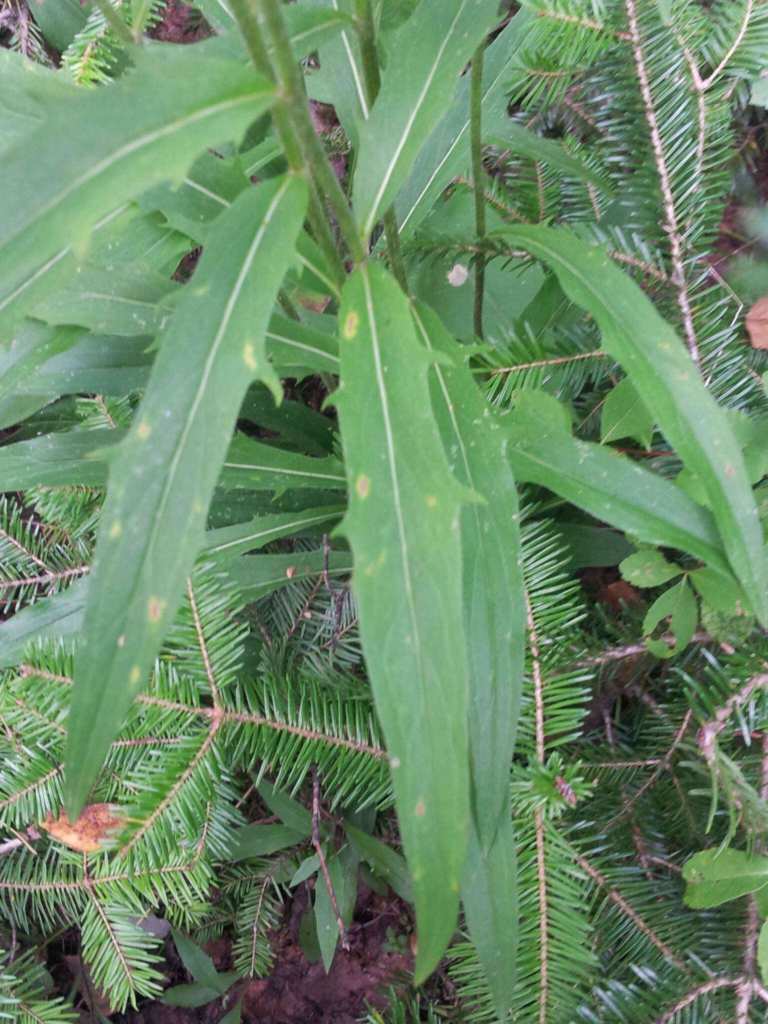 Image of threetooth hawkweed