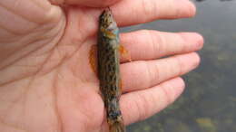 Image of Redline Darter