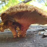 Image of Lentinus stuppeus Klotzsch 1833