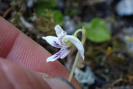 Image of Viola lyallii Hook. fil.