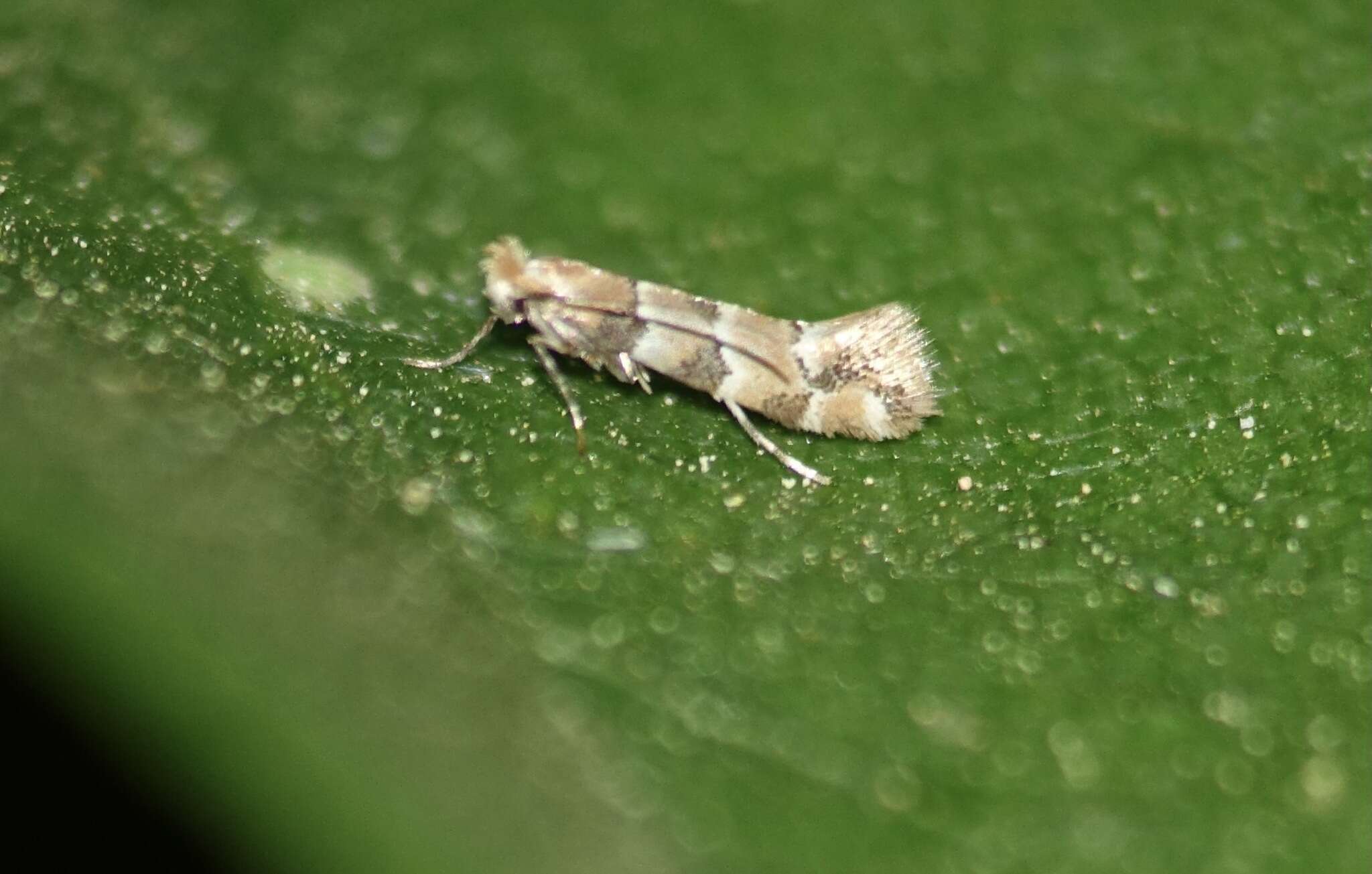 Image of Phyllonorycter trifasciella (Haworth 1828)