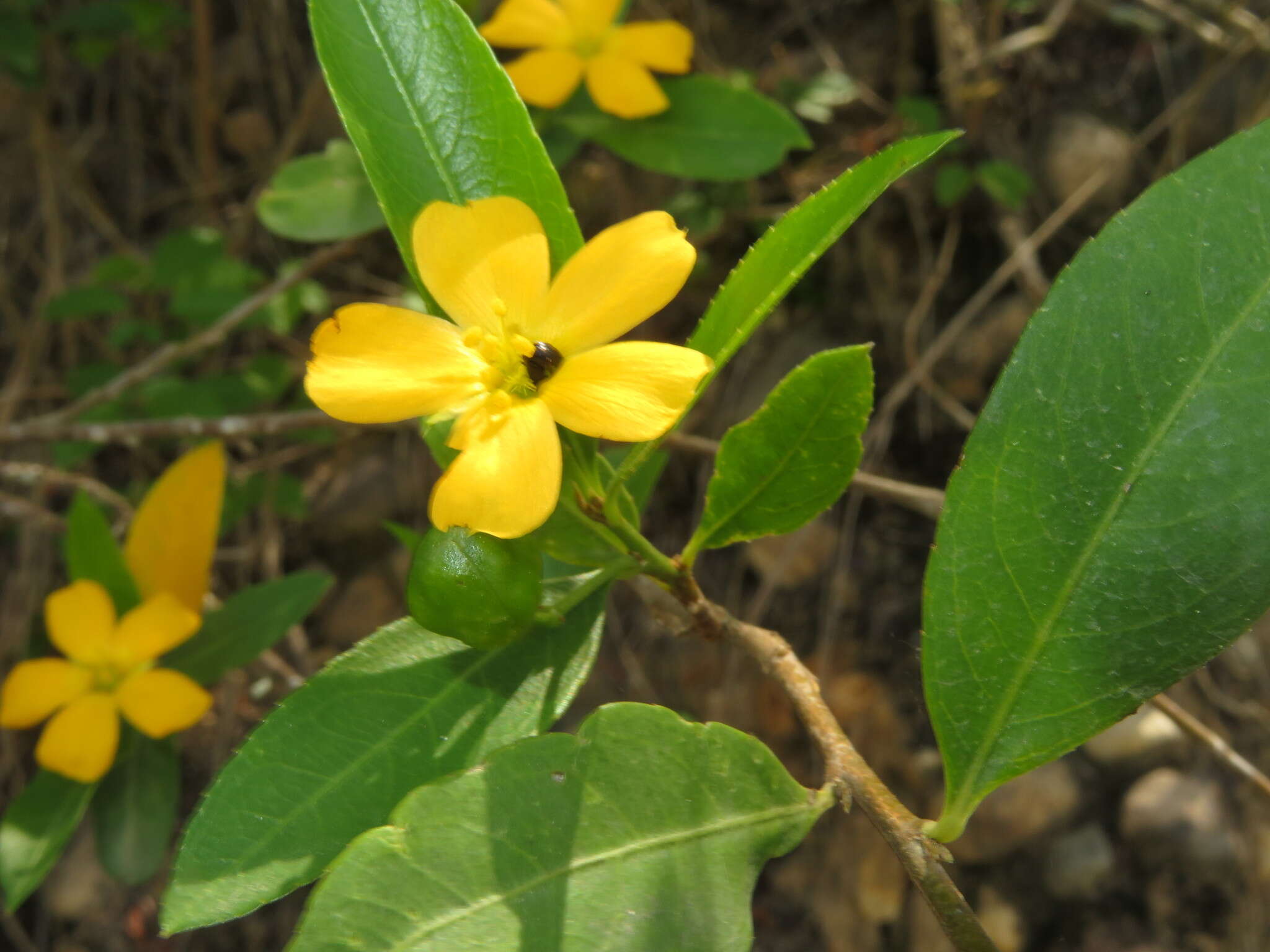 Imagem de Turnera weddelliana Urban & Rolfe