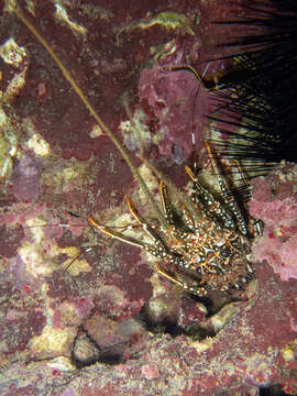 Image of Guinea Chick Lobster