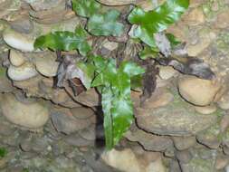 Image of Asplenium sagittatum (DC.) A. J. Bange