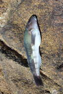 Image of Blue Cod