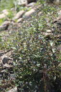 Image of Amethystea caerulea L.