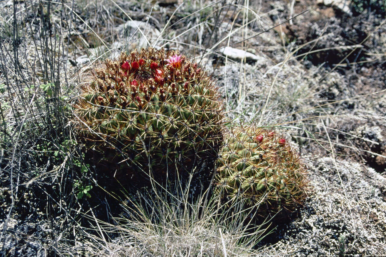 Image of Oroya peruviana (K. Schum.) Britton & Rose