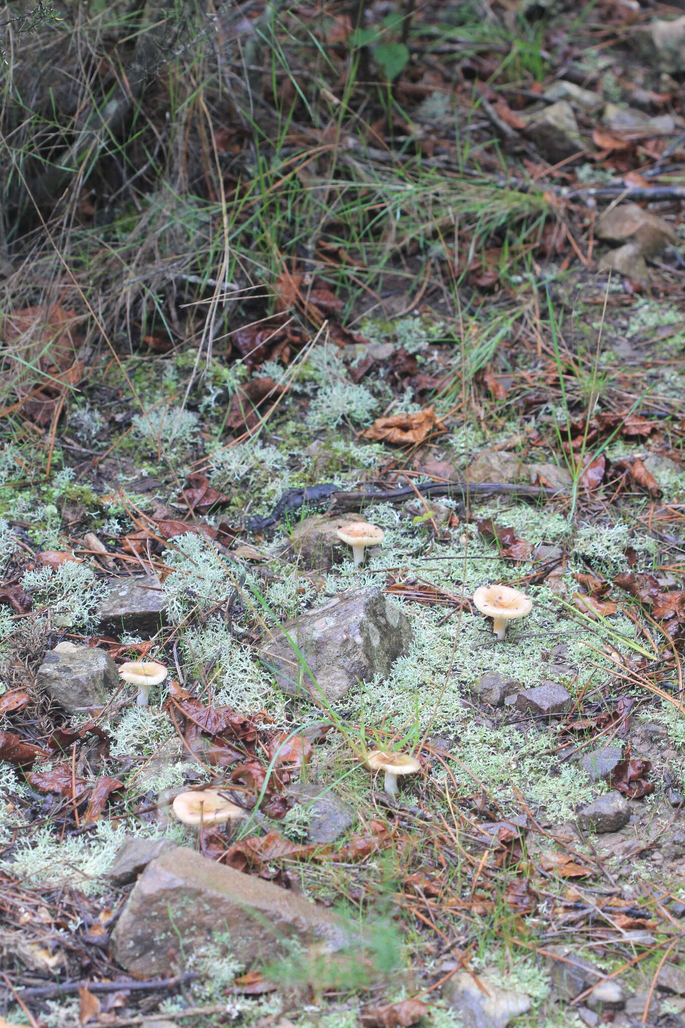 Image of Russula cistoadelpha M. M. Moser & Trimbach 1981