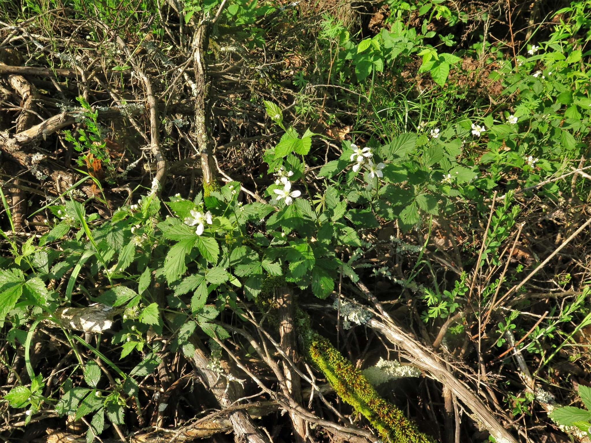 Image of dryslope dewberry