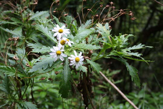 Image of Argyranthemum pinnatifidum subsp. pinnatifidum