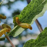 Image of Mountain-ash sawfly