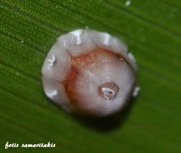 Image of Scale insect