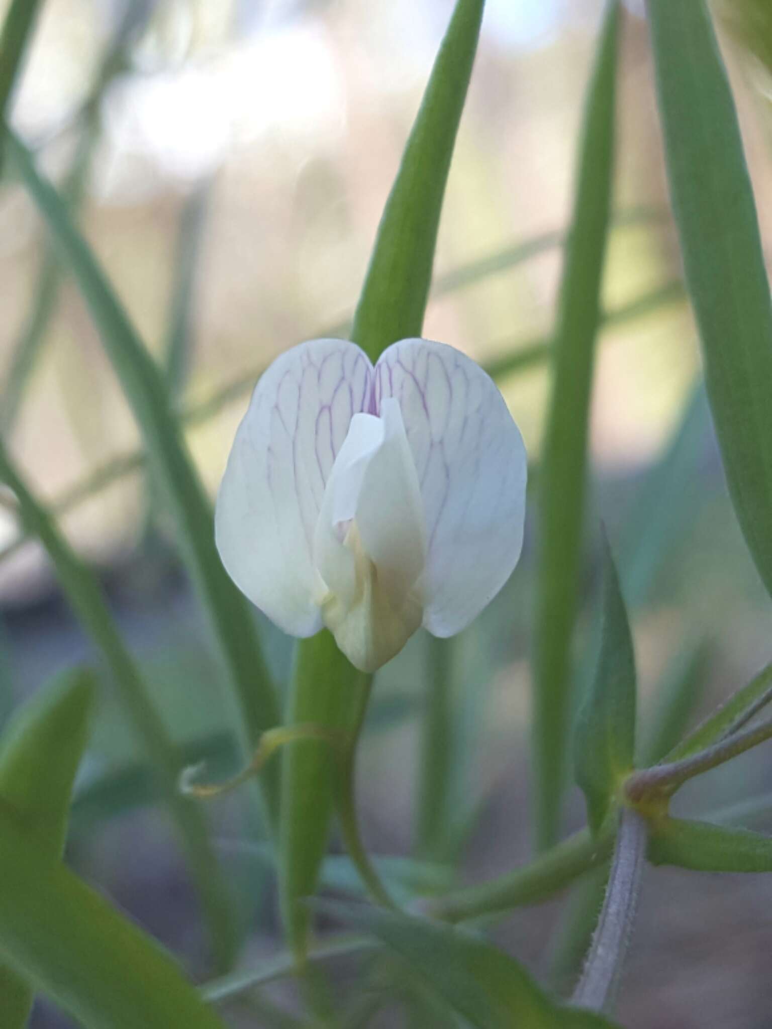 Imagem de Lathyrus lanszwertii subsp. lanszwertii