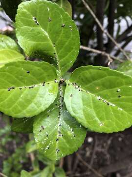 Image of Euonymus scale