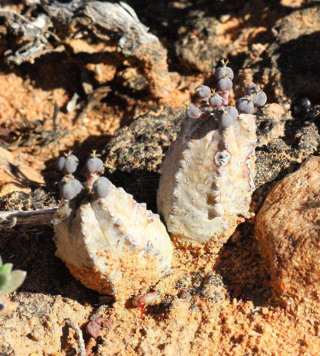 Sivun Euphorbia pseudoglobosa Marloth kuva