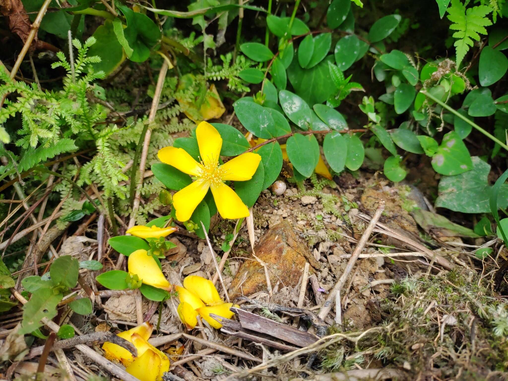 Imagem de Hypericum formosanum Maxim.