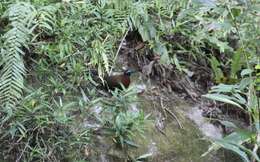 Image of Red-breasted Coua