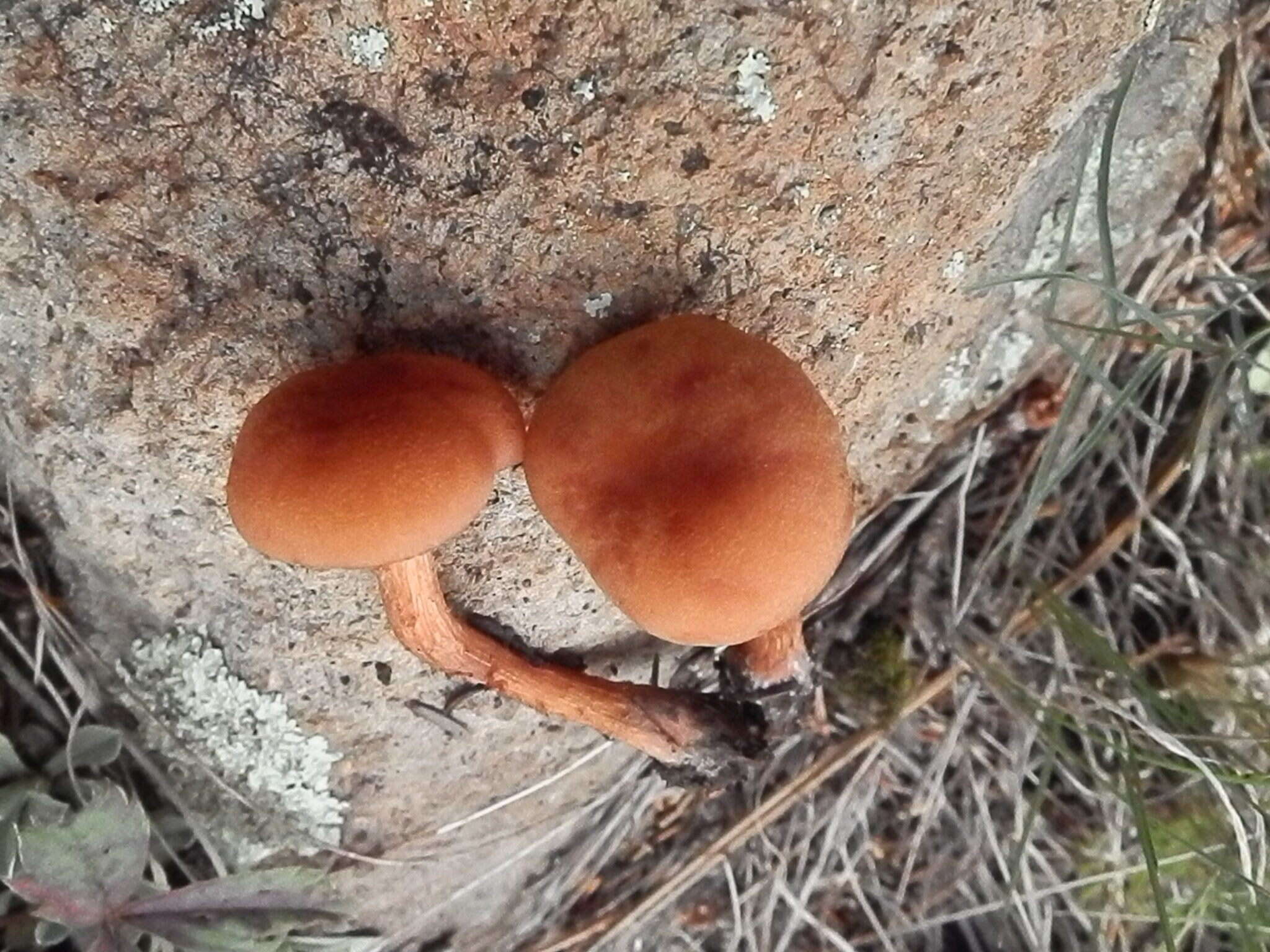 Image of Laccaria nobilis A. H. Sm. 1984