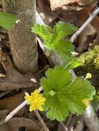 Image of Appalachian barren strawberry