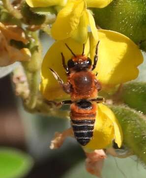 Image of Wooly Wall Bee