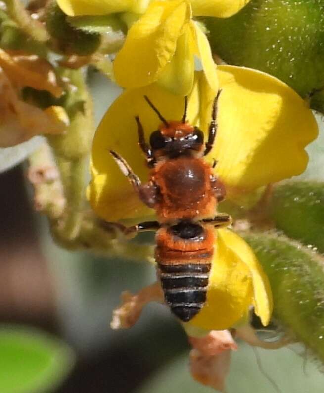 Imagem de Megachile lanata (Fabricius 1775)