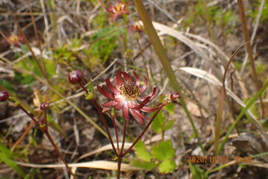 Image of Knowltonia vesicatoria subsp. humilis H. Rasmussen