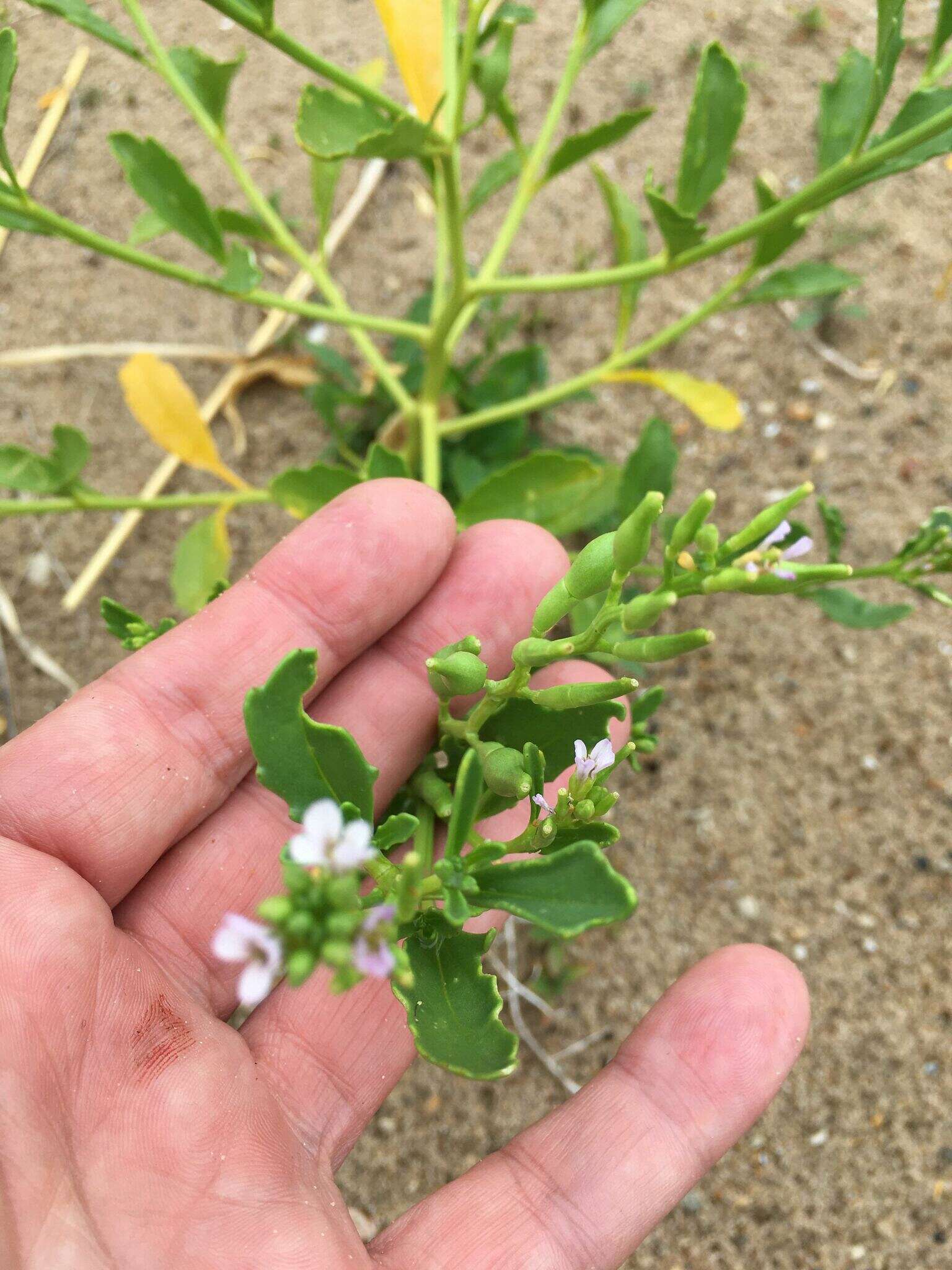 Cakile edentula var. lacustris的圖片