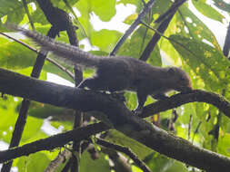 Image of Black-striped Squirrel