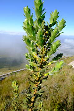 Plancia ëd <i>Liparia myrtifolia</i>