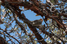 Image of White-browed Tit-Spinetail