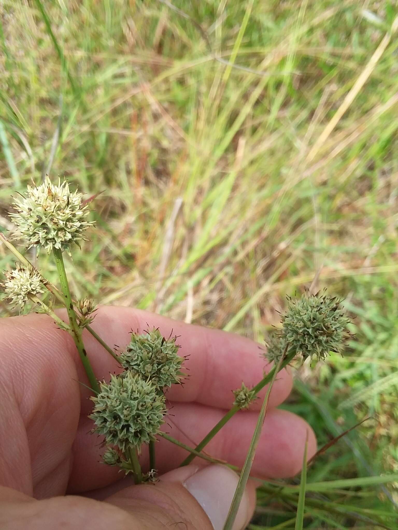 Imagem de Eryngium yuccifolium var. synchaetum Gray ex J. M. Coult. & Rose