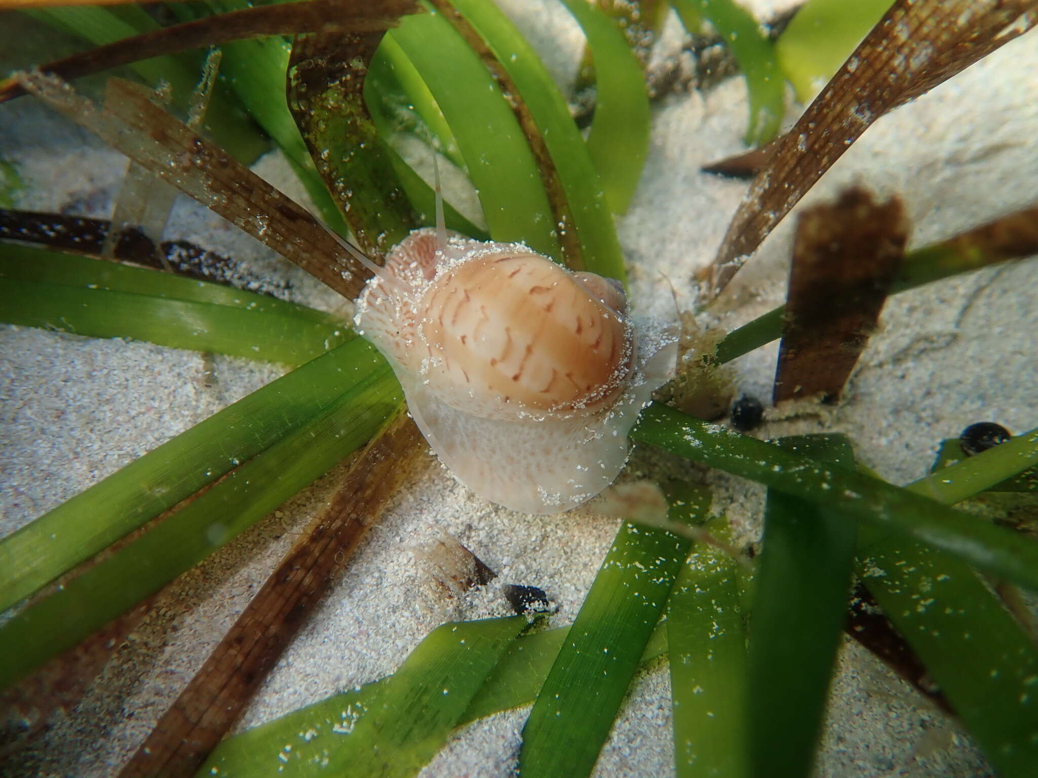 Image of colorful Atlantic moonsnail