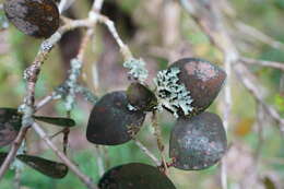 Imagem de Eugenia buxifolia Lam.