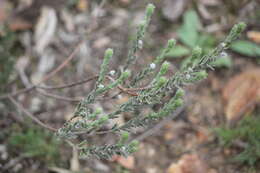 صورة Pimelea octophylla R. Br.