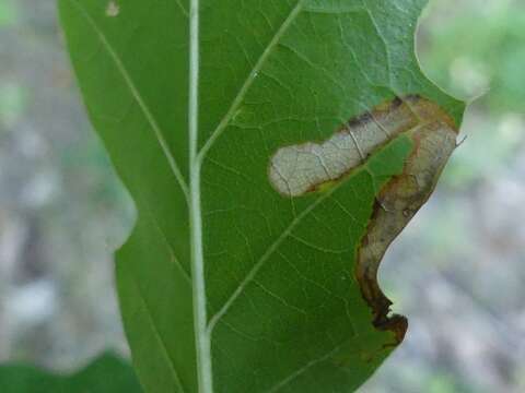 Image of Stigmella quercipulchella (Chambers ex Hayden 1882) Wilkinson et al. 1979