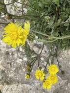 Image of Crepis albida Vill.