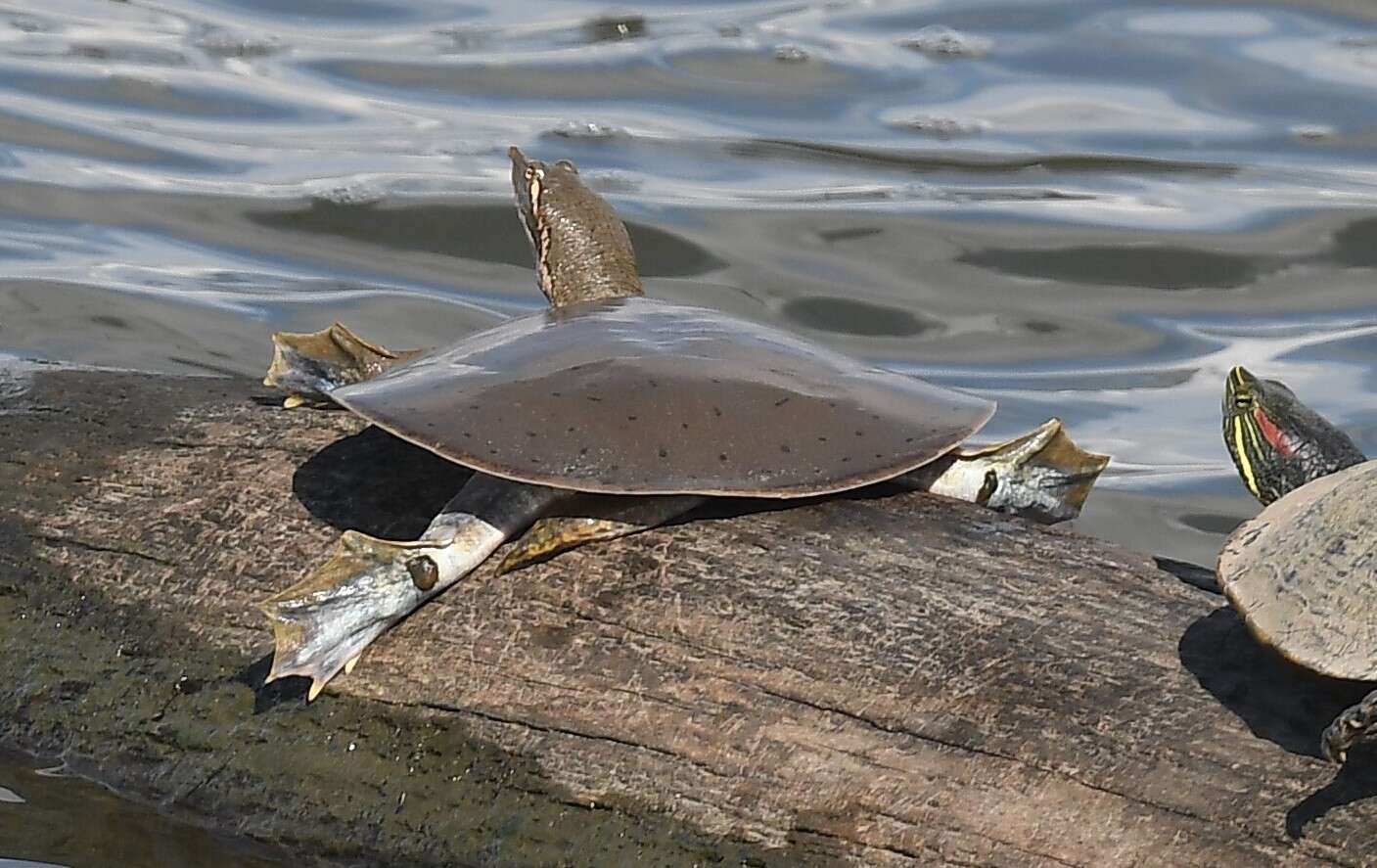 Image of Midland Smooth Softshell Turtle